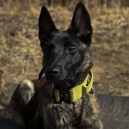 Karlach - Dutch Shepherd