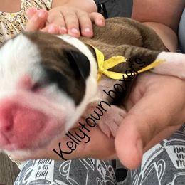 Boxer Puppies from Amy's Boxers
