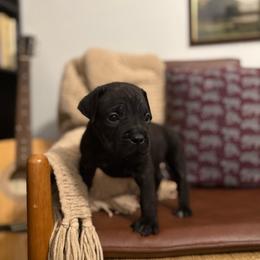 Diesel - Black brindle male Cane Corso puppy in Utah from 3Lake Kennelz