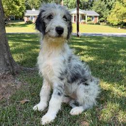 Gwen (Ghost Spider) - female Australian Mountain Doodle puppy in Williamston, South Carolina from Sassy Bob’s Dogs