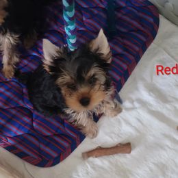 Red collar - Blue and gold male Yorkshire Terrier puppy in Dunedin, Florida from Cantlon Yorkshire Terriers