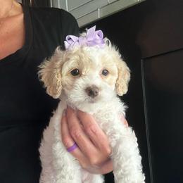 Bristol - Buff and white female Cockapoo puppy in Goshen, Ohio from SMC Mastiffs / Muddy Boots Cocker Spaniels and Cockapoos