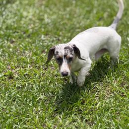 Milo - Dachshund