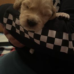 Golden Retriever Puppies from Golden Star Ranch