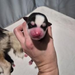Solstice - Black and white female Pomsky puppy in Valparaiso, Indiana from Valparaiso Pomskys