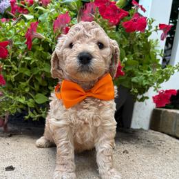 Sal - Apricot male Goldendoodle puppy in Camden, North Carolina from Oopsie Doodles of NC