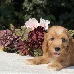 Cream Bow - Apricot male Cavapoo puppy in Evart, Michigan from Northern’s Cute Cuddly Cava Poos