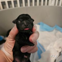 3rd born girl - Black female Shih Tzu puppy in Havelock, North Carolina from Sugar Paws Heavenly Shih Tzu’s