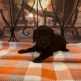 Remi - Teal Collar - Brown female Boykin Spaniel puppy in Hurtsboro, Alabama from PARK’s Family Farm