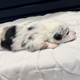Miniature Australian Shepherd Puppies from Bishop Aussies
