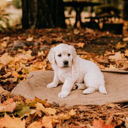 Golden Retriever and Pug Puppies from Ebert Goldens LLC