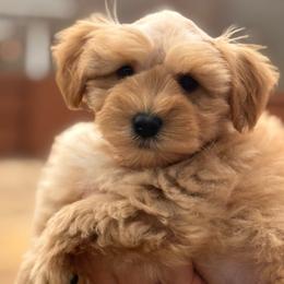 Lighter Red boy - Wheaten male Miniature Schnauzer puppy in Pflugerville, Texas from K&K Precious Tx schnauzers