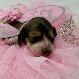 Briar - Piebald female Dachshund puppy in Pulaski, Tennessee from Billboard Doxies