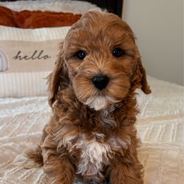 Hank - Red  male Goldendoodle puppy in Sallisaw, Oklahoma from Huddle Puppies