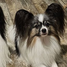 Winchester - Papillon