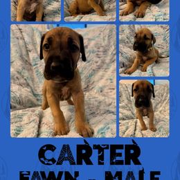 Carter - Fawn male Great Dane puppy in Longview, Texas from Noctua Kennels