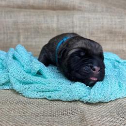Blue collar - Fawn male Cane Corso puppy in Beech Island, South Carolina from Relic Cane Corso