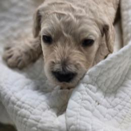 Magnolia - Cream female Poodle puppy in Conroe, Texas from Pear house farm
