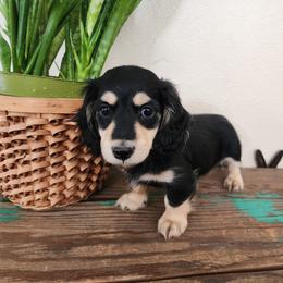 Coby - Black and cream male Dachshund puppy in Lindsay, California from Lewis Creek Dachshunds