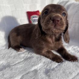 Dachshund Puppies from WienerDoxieQuad