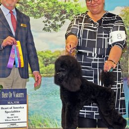Poodles from Echocreek Miniature Poodles