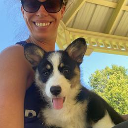 Pembroke Welsh Corgi Puppies from Desert Sage Corgis