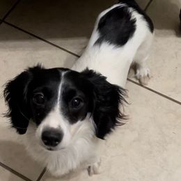 Dachshunds from DJUO