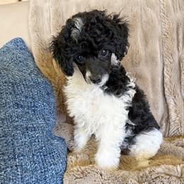 Ronnie - Parti male Poodle puppy in Lompoc, California from Canyon Spring Ranch Poodles