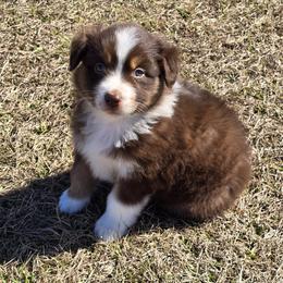 Girl6 - Red tri-color female Australian Shepherd puppy in Lakeland, Florida from Diamond P Australian Shepherds