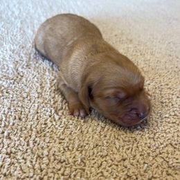 Mia - Golden female Golden Retriever puppy in Wellington, Colorado from High Country Golden Retrievers
