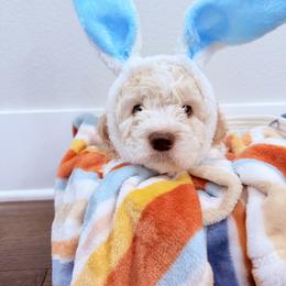Boy 2 - Off-white male Lagotto Romagnolo puppy in Sherman, Texas from Texas Lagottos