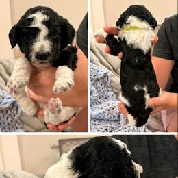 Poodle Puppies from Cassie Enlow