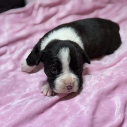 Girl 1 - Brindle female Boxer puppy in Prestonsburg, Kentucky from Bre’s Boxers