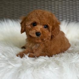 Romeo - Red male Cavapoo puppy in Hardin, Texas from Oodlesoflildoodles