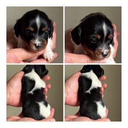 Tater- sweet potato pie - Piebald female Dachshund puppy in Florence County, South Carolina from Modern Family Standards
