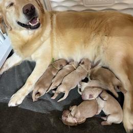 Boy 2 - Golden male Golden Retriever puppy in Middleburg, Pennsylvania from South Hill Golden Retrievers