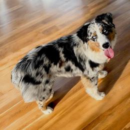 Rośe - Australian Shepherd