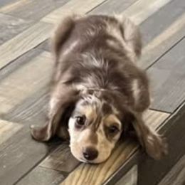 Dachshunds from Cencal Doxies