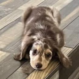 Dachshunds from Cencal Doxies