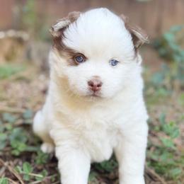 Zuma - Chocolate female Pomsky puppy in Grass Valley, California from Karalot Pomskies