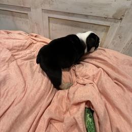 Bulldog Puppies from Bulldog's 4 Brothers