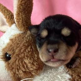 Girl 2 - Black and silver female Miniature Schnauzer puppy in Granville, Ohio from Shull Mini Schnauzers
