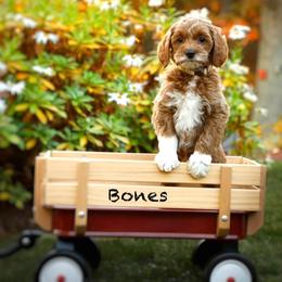 Bones - Apricot female Goldendoodle puppy in Mendon, Massachusetts from Comfort & Cuddle Co