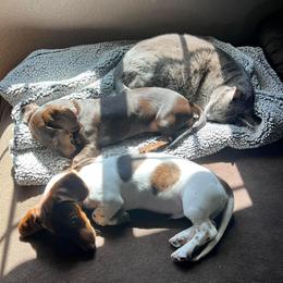 Dachshund Puppies from Jennifer Chadwell