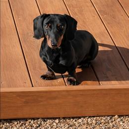 STOUT - Dachshund