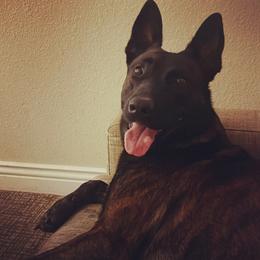 Belgian Malinois and xDutch Shepherd All Grown Up from Alliance K9
