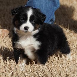 Black Tri Male - Black tri male Miniature Australian Shepherd puppy in Lawton, Oklahoma from Lindsey’s Aussies