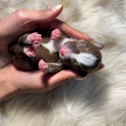 Aussiedoodle and Bernedoodle Puppies from Silverton Doodles