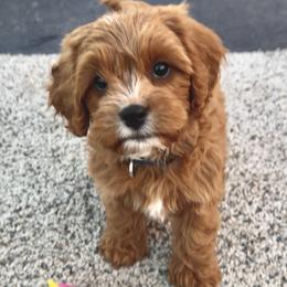 Cavapoo puppies from God Speed Paws