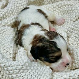 Aspen - Tri-color male Cavapoo puppy in Lancaster, Missouri from Cavapoo Acres